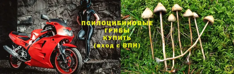 Галлюциногенные грибы MAGIC MUSHROOMS  купить закладку  hydra рабочий сайт  Белая Холуница 